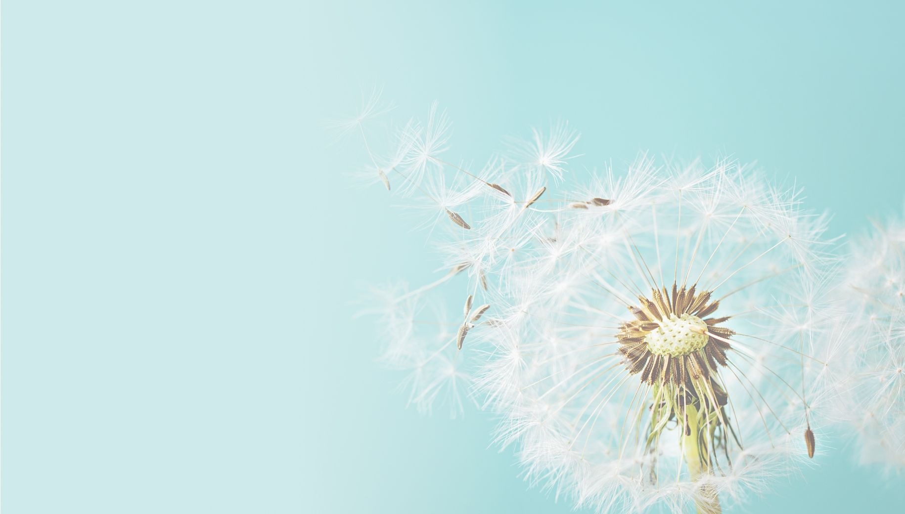 Banner image for farewell cards online, showing dandelion with light blue background