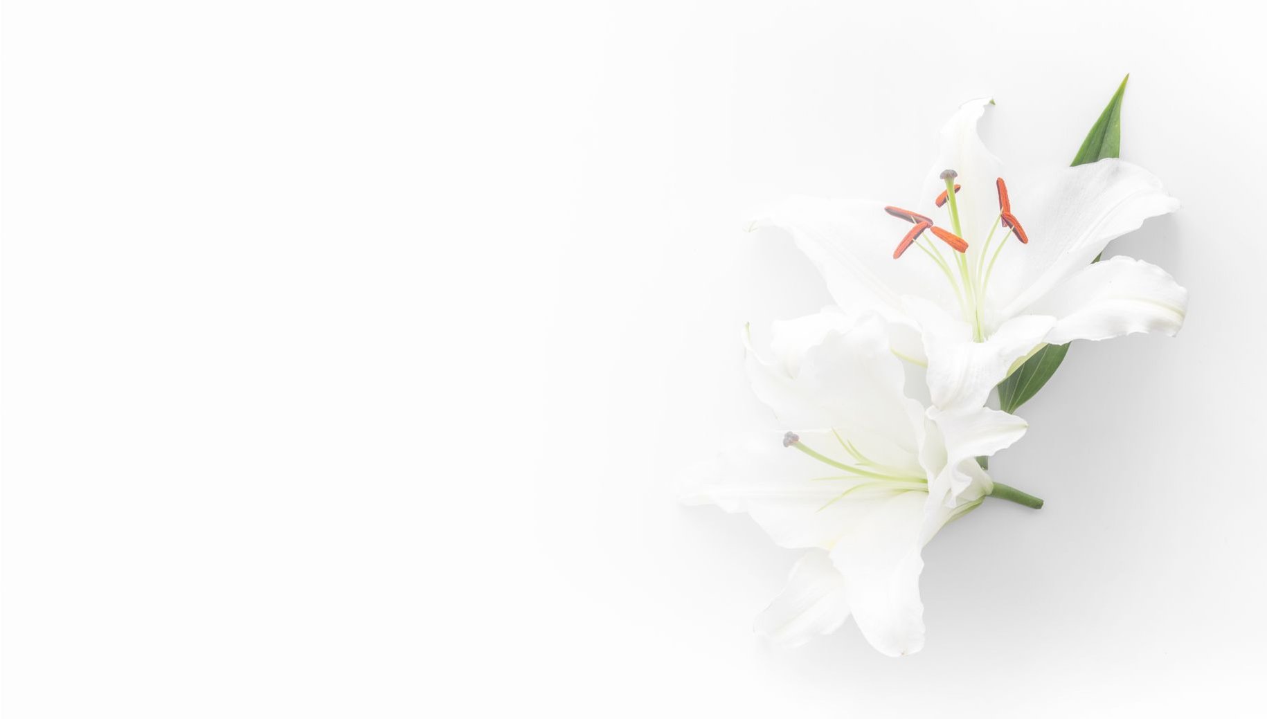 Banner image for online memorials showing two white flowers on white background