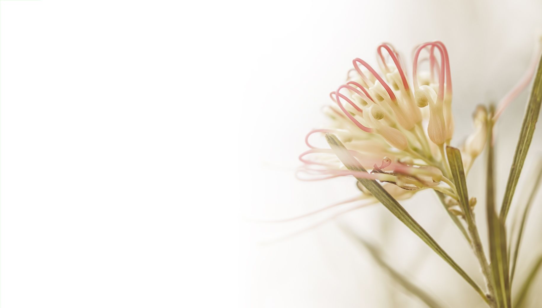Banner image for Sympathy Cards online, showing sympathy flower with white background